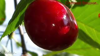 Шансон Для Души = Ах Берёза Белая..