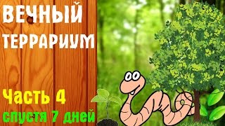 Вечный террариум через 7 дней | Черви и ростки #4