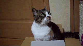 姉妹ねこシュガー＆ショコラ＋ミー君MOVIE292（箱入り娘編）