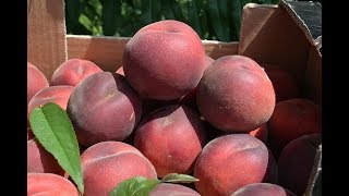 Персик Ред Робин 2019. Persikovod.com
