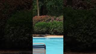 Alligator Fished Out of a Pool at Hilton Head Island, South Carolina