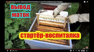 ???ВЫВОД МАТОК, СЕМЬЯ ВОСПИТАТЕЛЬНИЦА, В  СТАРТЁР ВОЗВРАЩАЕМ ОТВОДОК
