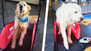 DOGS TRY TREADMILL FOR THE FIRST TIME - Super Cooper Sunday #190