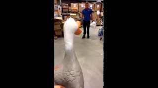 Fall of the Duck Army