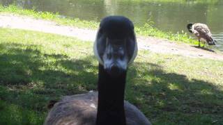Happy Feathered Friends - Springtime Wash Park Denver