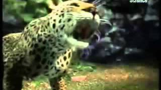 Animal Fight (Leopard v Gorilla)