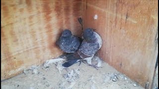 Suba ka uotayaa kabootar 5:27 pm pa landing and New BABY pigeons Ready alhamdulilha