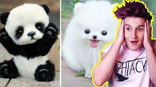 ZKUS NEŘÍCT "AWW" CHALLENGE ! ?