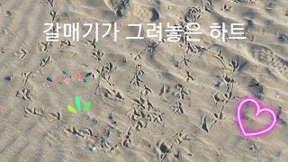 갈매기가 그린 하트,꽃,십자가,숲.. 우리의 인생