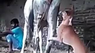 собака и корова жесть не смеяться