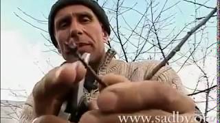 Правильная обрезка вишни || Ландшафтный Дизайн