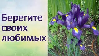 Красивая песня Красивые цветы