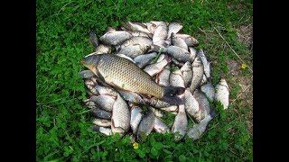Рыбалка на Рузском водохранилище, Рыбалка на кастинговую сеть, ведро карася)