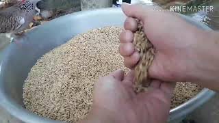 Lúa cho chim cu gáy ăn nên làm gi?chia sẻ kinh nghiệm nuôi chim cu gáy thế hiển 0914395359
