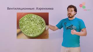 Анатомия растений. Ткани высших растений (Вислобоков Н. А.)
