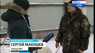 Лучших в мире алабаев разводят в Шелеховском районе, "Вести-Иркуск"