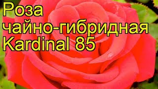 Роза чайно-гибридная Кардинал 85. Краткий обзор, описание характеристик Kardinal 85