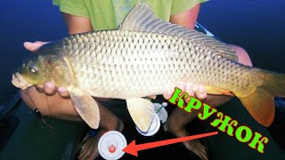 ЛОВЛЯ КАРПА НА КРУЖКИ, клюнул ГИГАНТ . кружки рулят.