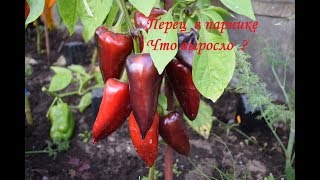 Перец 2019. Что выросло .