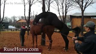 Wild Horses Mating