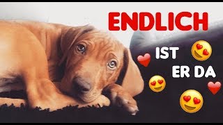 Vlog - ENDLICH ist er da ! Wir holen unseren Hund Rhodi ab *___*