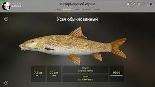 ?Русская рыбалка 4?-озеро Медвежье Усач и Линь золотой