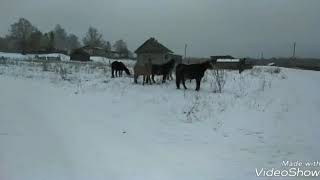 лошади.Башкирская порода