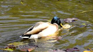Mating Ducks