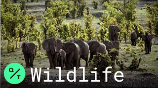 Zimbabwe Struggles With Human-Elephant Conflict Amid Prolonged Drought