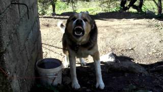 ΕΛΛΗΝΙΚΟ ΠΟΙΜΕΝΙΚΟ ΤΣΟΜΠΑΝΟΣΚΥΛΟ GREEK  SHEPHERD - ΗΠΕΙΡΟΣ-BALIKAS