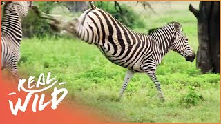 Caught In Act [Wild Animal Documentary] | Real Wild
