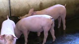 Projeto Sistema de Queima de Biogás (Sadia (Brasil foods), Hi tecnologia)