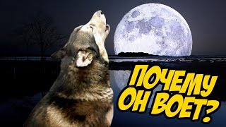 Маламут воет
