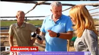 Сушка семян арбуза в поле, вяленая дыня