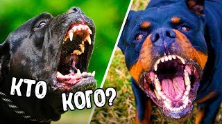 КАНЕ КОРСО ПРОТИВ РОТВЕЙЛЕРА