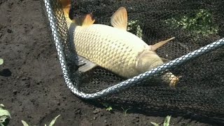 Страсти по сазану.  Красноярское водохранилище. Часть 1.