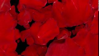 Футаж Лепестки роз переход 2