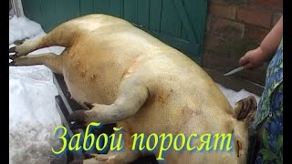Вьетнамские поросята.Забой поросят.