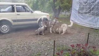 Хаски и Кавказец что-то мутят