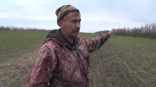 Волки уничтожают скот в Изобильненском районе