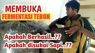 Panen Silase Tebon Jagung manis murni Umur 24 hari