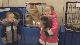 Экзотические породы кошек и собак на выставке в Бресте