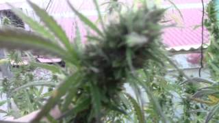 Cosecha de marihuana hermafrodita, como aprovecharla.