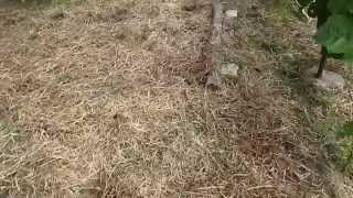 Заготавливаем мокрую солому на мульчу!