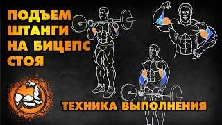 Подъем штанги на бицепс стоя.Техника выполнения.