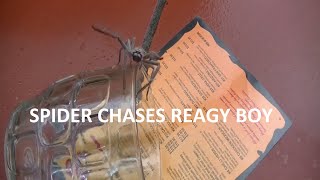 Huntsman Spider Chases Kid [HD]