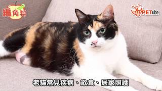 【哈寵PETube】第94集 老貓保養術開箱 #編角料