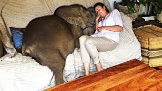 Rescued Baby Elephant Loves His Human Mom So Much He Won’t Let Her Out Of His Sight, So Guess Where