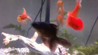 Goldfish Mating
