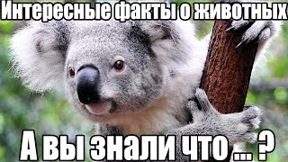 ТОП 15 интересные факты про животных. Животные. Домашние животные. Жизнь животных. А вы знали что?